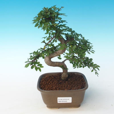 Pokojová bonsai - Ulmus parvifolia - Malolistý jilm 405-PB2191252 - 1