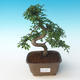 Pokojová bonsai - Ulmus parvifolia - Malolistý jilm 405-PB2191252 - 1/3