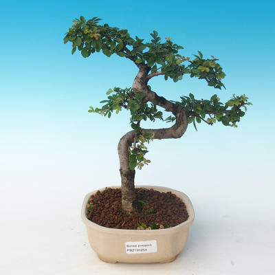 Pokojová bonsai - Ulmus parvifolia - Malolistý jilm 405-PB2191254 - 1