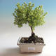 Vonkajšia bonsai-Nátržník krovitá - Dasiphora fruticosa žltá - 1/3