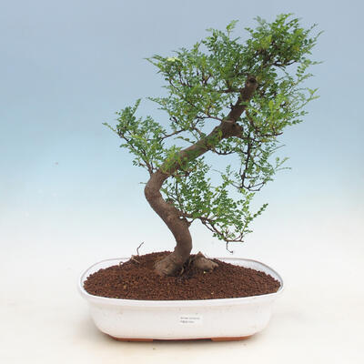 Izbová bonsai - Zantoxylum piperitum - Pepřovník - 1