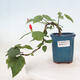 Izbová bonsai - Malvaviscus arboreus - ibištekovec drevnatý - 1/4