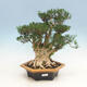 Izbová bonsai - Buxus harlandii - korkový buxus - 1/4