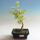 Vonkajšie bonsai - Pseudolarix amabilis - Pamodřín - 1/2
