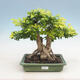 Izbová bonsai - Durant erecta aurea - 1/3