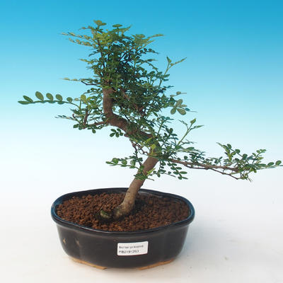 Pokojová bonsai - Zantoxylum piperitum - Pepřovník PB2191263 - 1