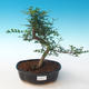 Pokojová bonsai - Zantoxylum piperitum - Pepřovník PB2191263 - 1/4