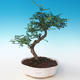 Pokojová bonsai - Zantoxylum piperitum - Pepřovník PB2191264 - 1/4