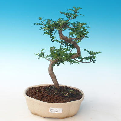 Pokojová bonsai - Zantoxylum piperitum - Pepřovník PB2191265 - 1