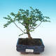 Pokojová bonsai - Zantoxylum piperitum - Pepřovník PB2191268 - 1/4