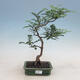 Izbová bonsai - Fraxinus uhdeii - izbový Jaseň - 1/2
