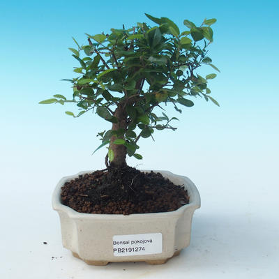 Pokojová bonsai - Sagerécie thea - Sagerécie thea PB2191274 - 1
