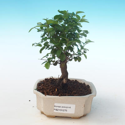 Pokojová bonsai - Sagerécie thea - Sagerécie thea PB2191275 - 1