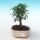 Pokojová bonsai - Sagerécie thea - Sagerécie thea PB2191275 - 1/4
