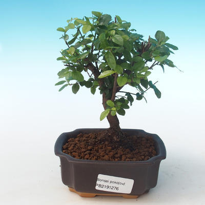 Pokojová bonsai - Sagerécie thea - Sagerécie thea PB2191276 - 1