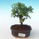 Pokojová bonsai - Sagerécie thea - Sagerécie thea PB2191276 - 1/4