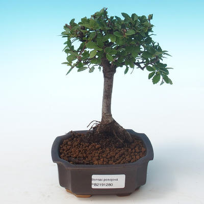 Pokojová bonsai-Ulmus Parvifolia-Malolistý jilm PB2191280