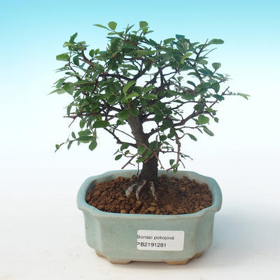 Pokojová bonsai-Ulmus Parvifolia-Malolistý jilm PB2191281