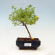 Vonkajšia bonsai-Mochna krovitá - Potentilla fruticosa Goldfinger - 1/2