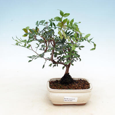 Izbová bonsai-pistácie - 1