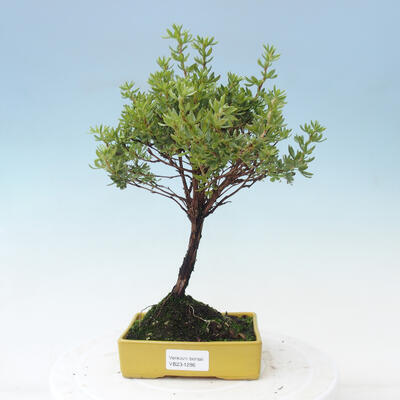 Vonkajšia bonsai-Mochna krovitá - Potentilla fruticosa Goldfinger - 1