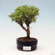 Vonkajšia bonsai-Mochna krovitá - Potentilla fruticosa Goldfinger - 1/2
