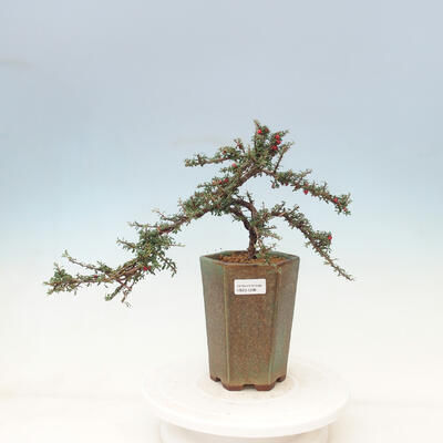 Vonkajší bonsai-Cotoneaster microcarpa var.thymifolius-Skalník - 1