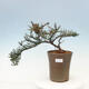 Vonkajší bonsai-Cotoneaster microcarpa var.thymifolius-Skalník - 1/5
