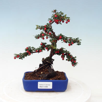 Vonkajší bonsai - Cotoneaster horizontalis - Skalník - 1