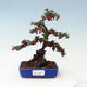 Vonkajší bonsai - Cotoneaster horizontalis - Skalník - 1/4