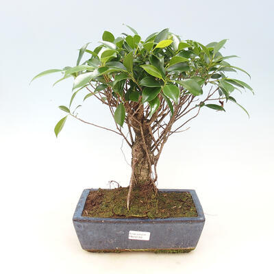 Izbová bonsai - Ficus kimmen - malolistá fikus