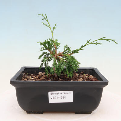 Vonkajší bonsai - Juniperus chinensis ITOIGAVA -Jalovec čínsky