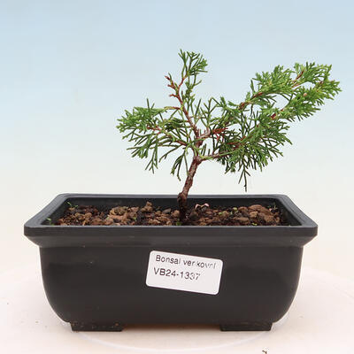 Vonkajší bonsai - Juniperus chinensis ITOIGAVA -Jalovec čínsky