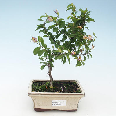 Pokojová bonsai - Grewie - Hvězdice levandulová 414-PB2191341 - 1