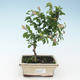Pokojová bonsai - Grewie - Hvězdice levandulová 414-PB2191341 - 1/2