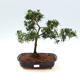 Izbová bonsai-Podocarpus- kamenný tis - 1/4