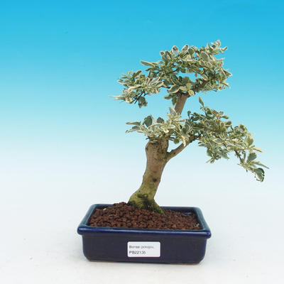Izbová bonsai -Ligustrum variegata - Vtáčí zob
