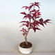 Vonkajšie bonsai - Acer palm. Atropurpureum-Javor dlaňolistý - 1/2