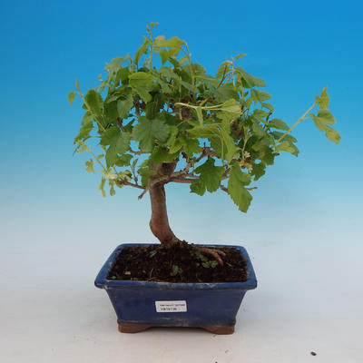 Vonkajšie bonsaje - Morus alba - Moruša - 1
