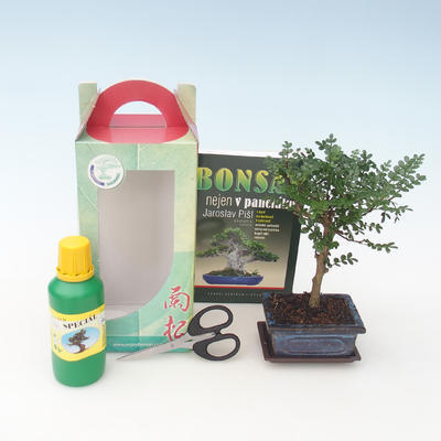 Izbová bonsai - Zantoxylum piperitum - Piepor