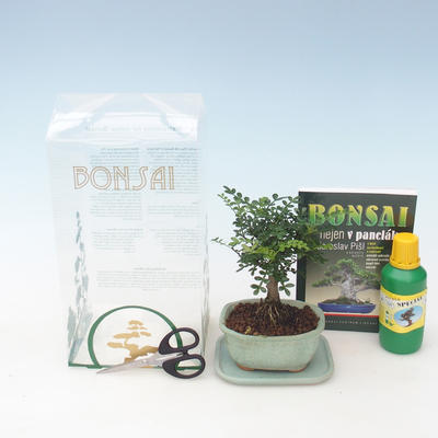 Izbová bonsai - Piepor