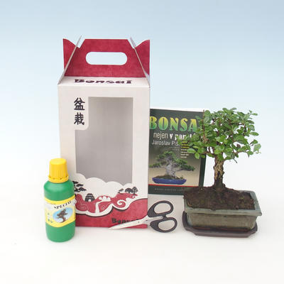 Izbová bonsai v darčekovej krabičke, Carmona makrophylla - Čaj fuki