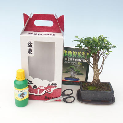 Izbová bonsai v darčekovej krabičke, Ficus retusa - malolistá fikus