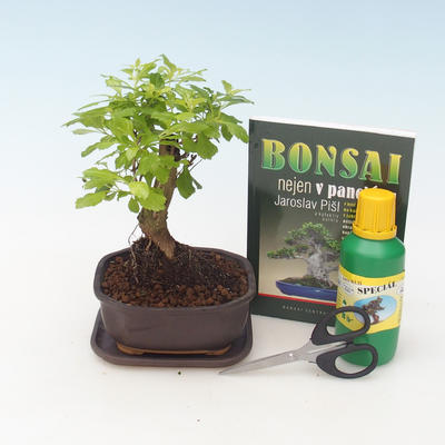 Izbová bonsai - Durant