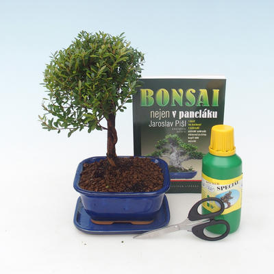 Izbová bonsai - Syzygium - pimentovníka