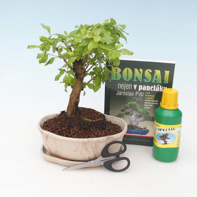 Izbová bonsai - Durant