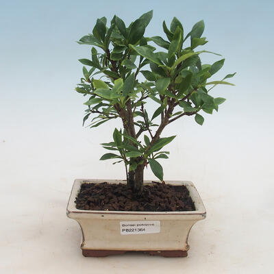 Izbová bonsai - Gardenia jasminoides-Gardenie - 1