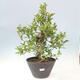 Vonkajší bonsai - Hloh klinovitý - Crataegus cuneata - 1/6