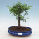 Pokojová bonsai - Zantoxylum piperitum - pepřovník PB2191297 - 1/4