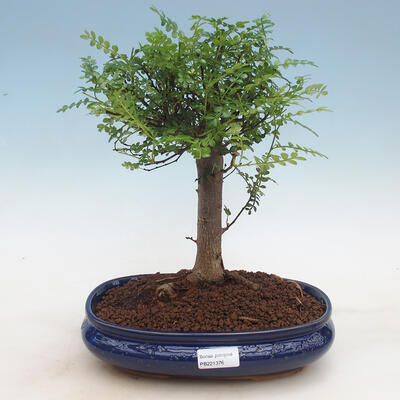 Pokojová bonsai - Zantoxylum piperitum - pepřovník PB2191297 - 1